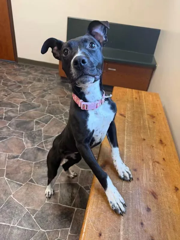 Minestrone thumbnail 3