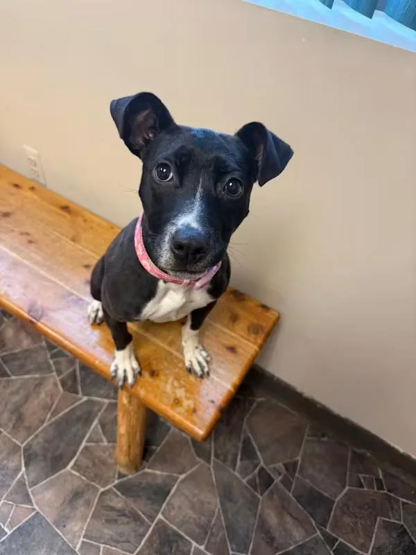 Minestrone thumbnail 4