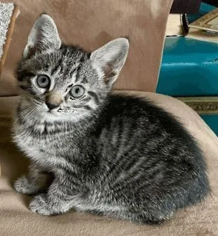 A baby small-sized female Domestic Short Hair cat named Sissy for adoption in Largo, FL