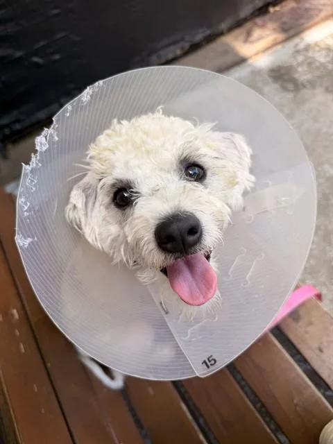 A young medium-sized female Poodle dog named Parti for adoption in Boston, MA