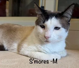 Smores thumbnail 3