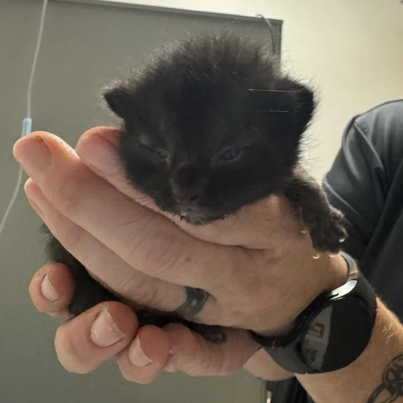 A baby small-sized male Black Domestic Medium Hair cat named Rhysand for adoption in Charleston, WV