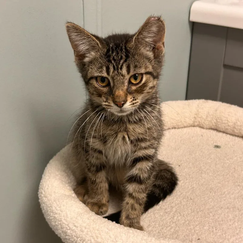 A baby small-sized male Brown / Chocolate Domestic Short Hair cat named Leo for adoption in Carmel, IN