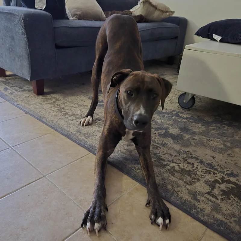 Courtesy Listing Moose