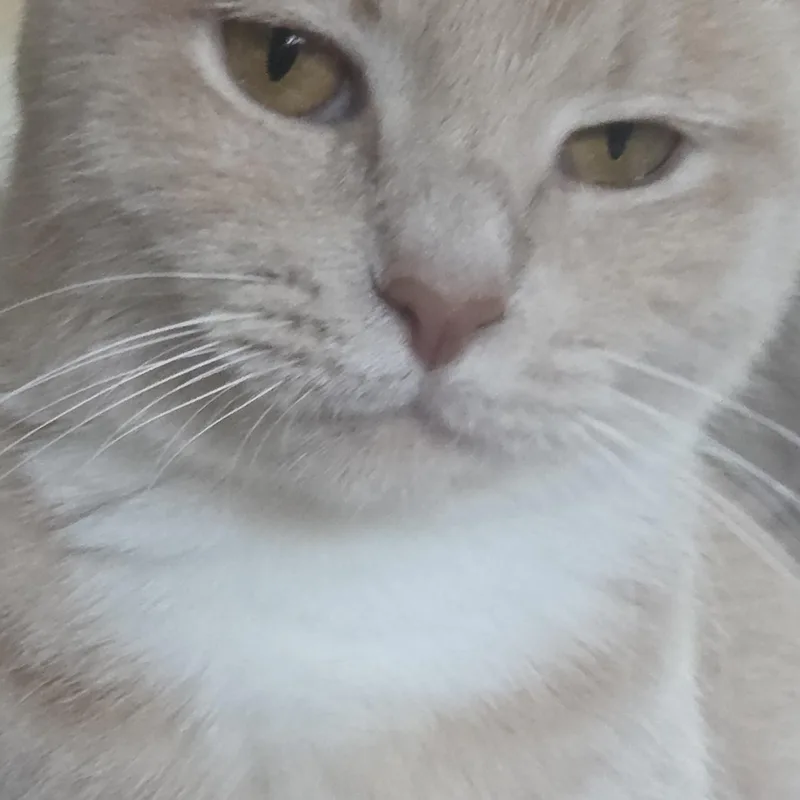 An adult medium-sized female Buff & White Tabby cat named Glennie Dale for adoption in Phoenix , AZ