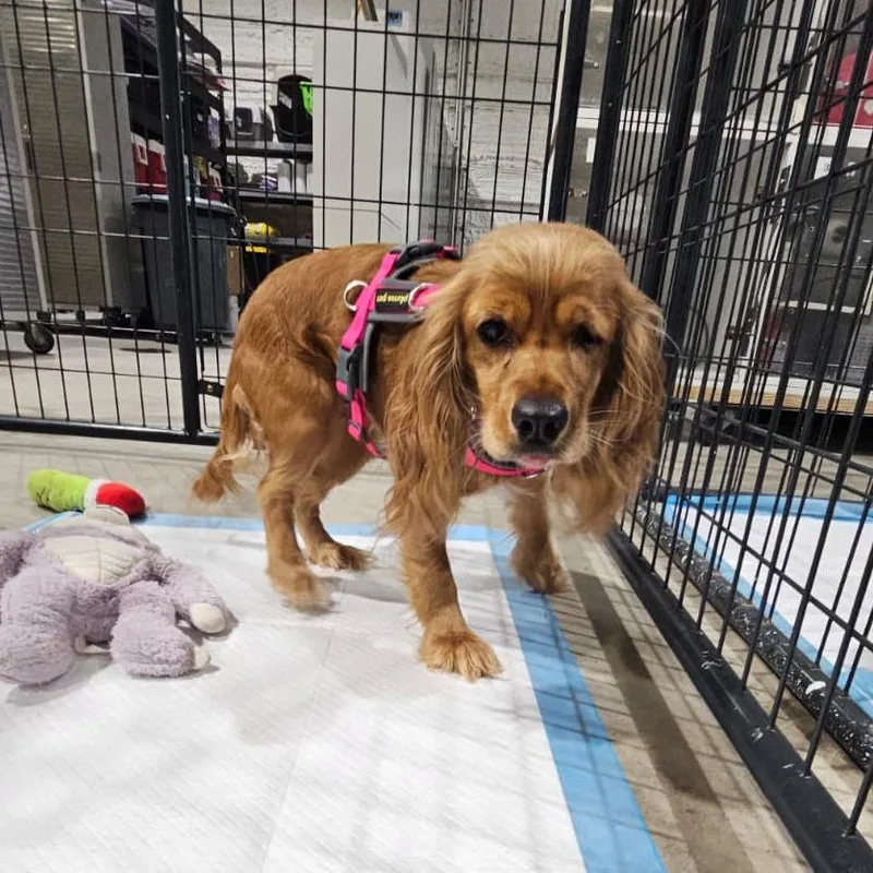 An adult small-sized female Golden Cocker Spaniel dog named Suzie for adoption in Harlingen, TX