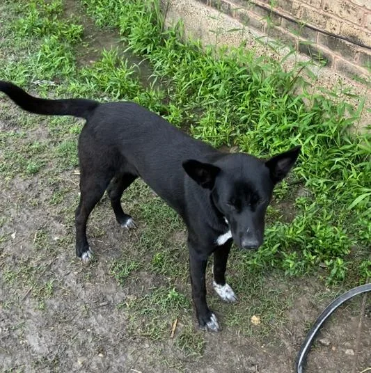 A young large-sized female Mixed Breed dog named Queen for adoption in Dallas, TX