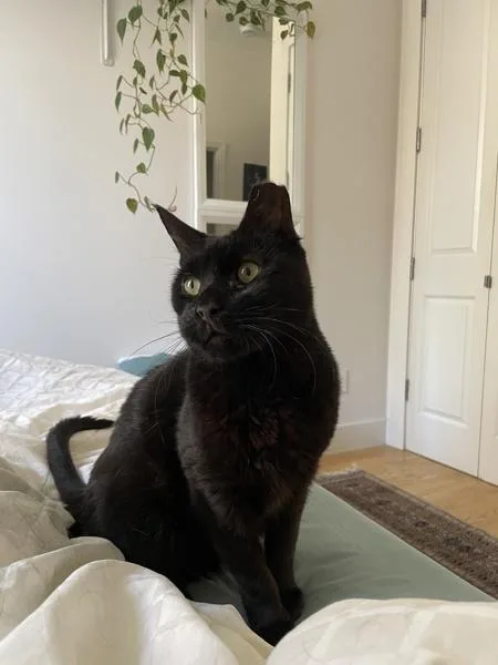 A senior medium-sized male Domestic Short Hair cat named Ushi for adoption in New York, NY