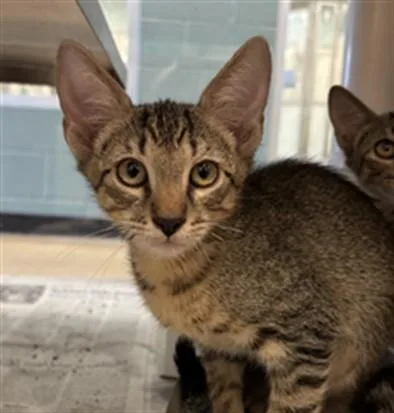 A baby medium-sized female Domestic Short Hair cat named London A for adoption in Plano, TX