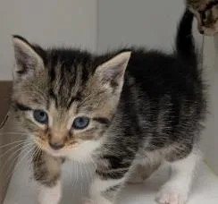 A baby small-sized female Domestic Short Hair cat named Chocky for adoption in Washington, DC