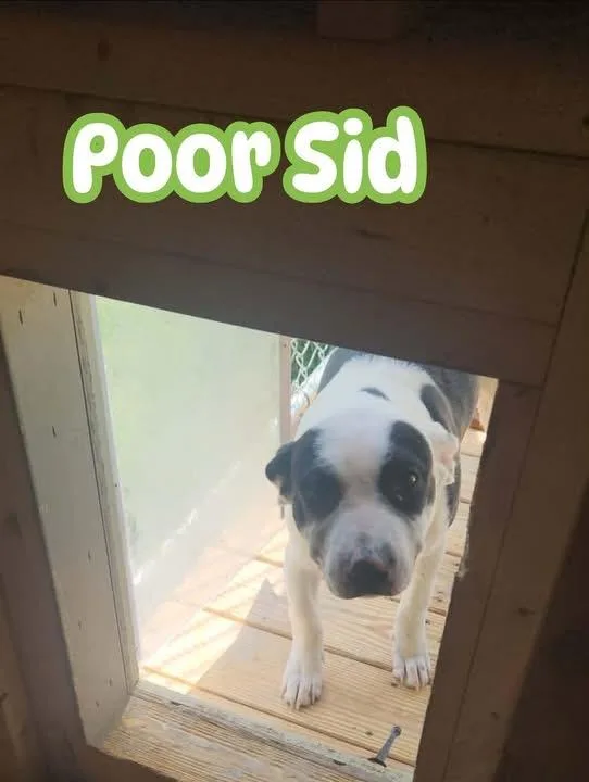 Sid thumbnail 3