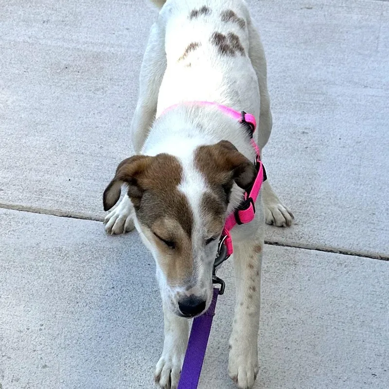 A young medium-sized female White / Cream Shepherd dog named Bindi for adoption in Falls Church, VA