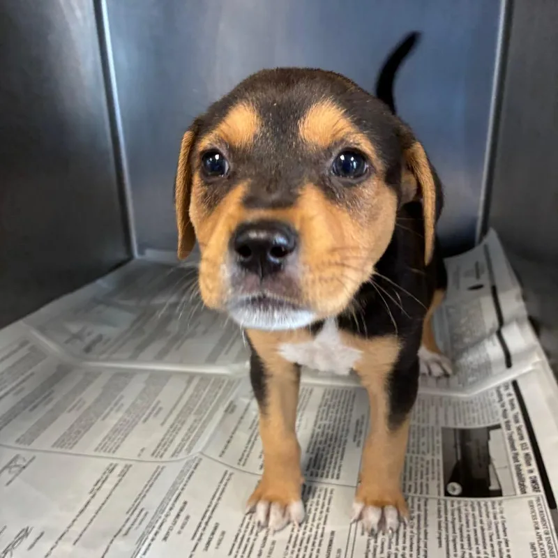 A baby medium-sized female Black Shepherd dog named Hillary for adoption in San Antonio, TX