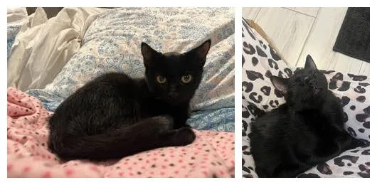 A baby medium-sized female Domestic Short Hair cat named Eb for adoption in Melrose, MA