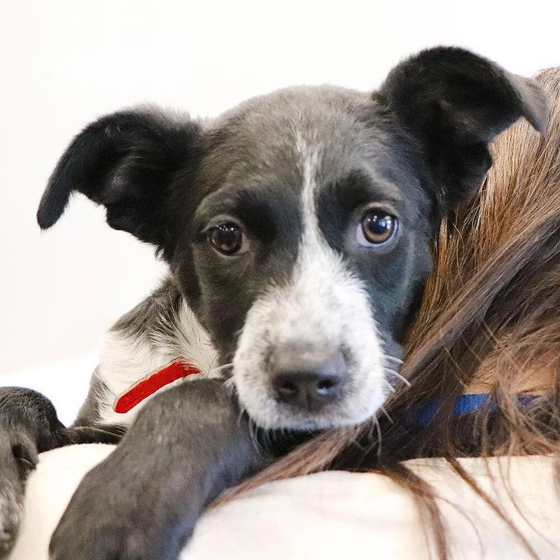 A baby small-sized female Tricolor (Brown, Black, & White) Mixed Breed dog named Carlie for adoption in Port Washington, NY