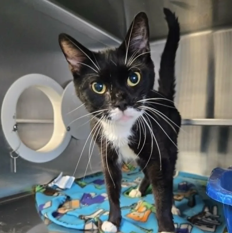 A senior small-sized female Black & White / Tuxedo Domestic Short Hair cat named Faye for adoption in Watertown, WI
