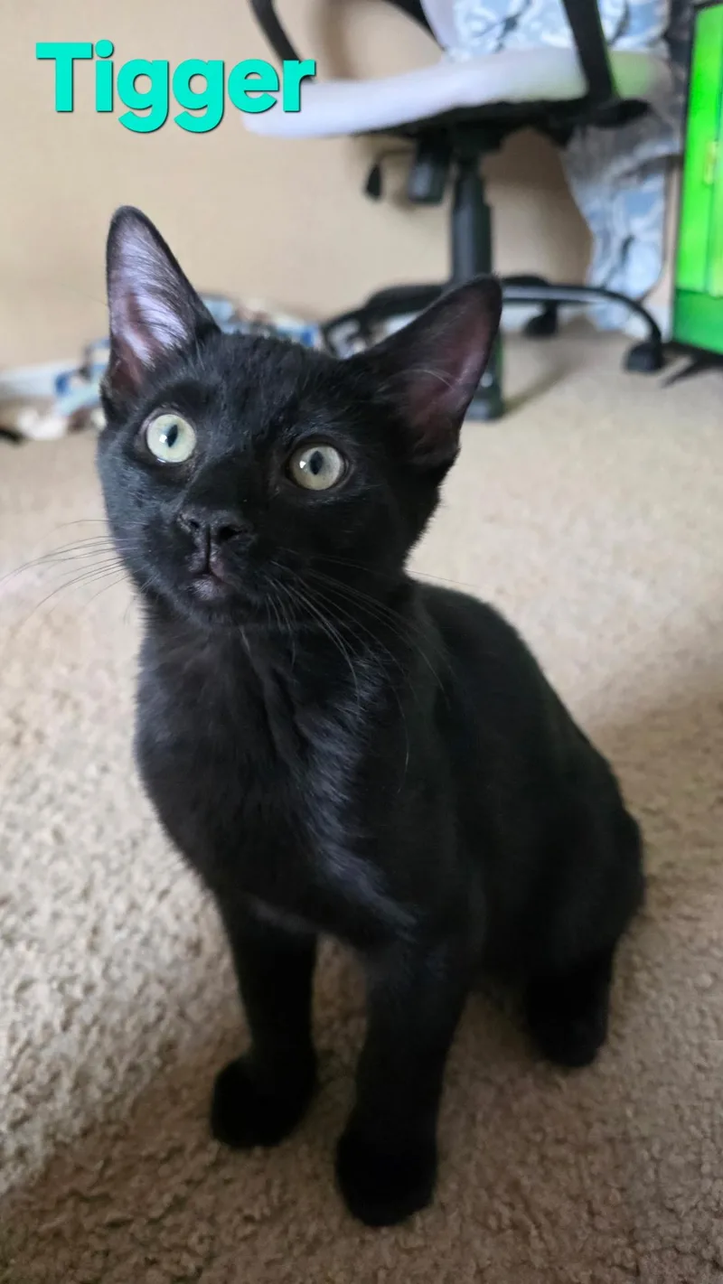 A young large-sized male Black Domestic Short Hair cat named Tigger for adoption in Albuquerque, NM