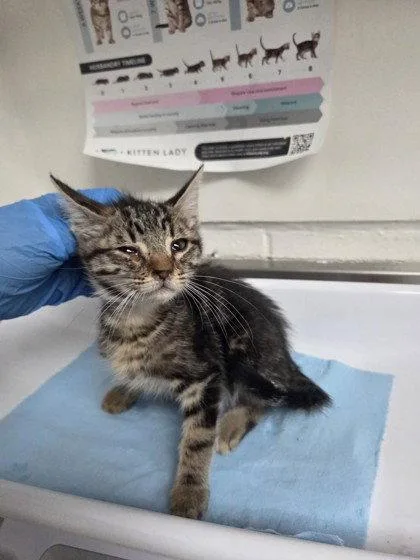 A baby small-sized male Brown / Chocolate Domestic Short Hair cat named Sage for adoption in Oakland, CA
