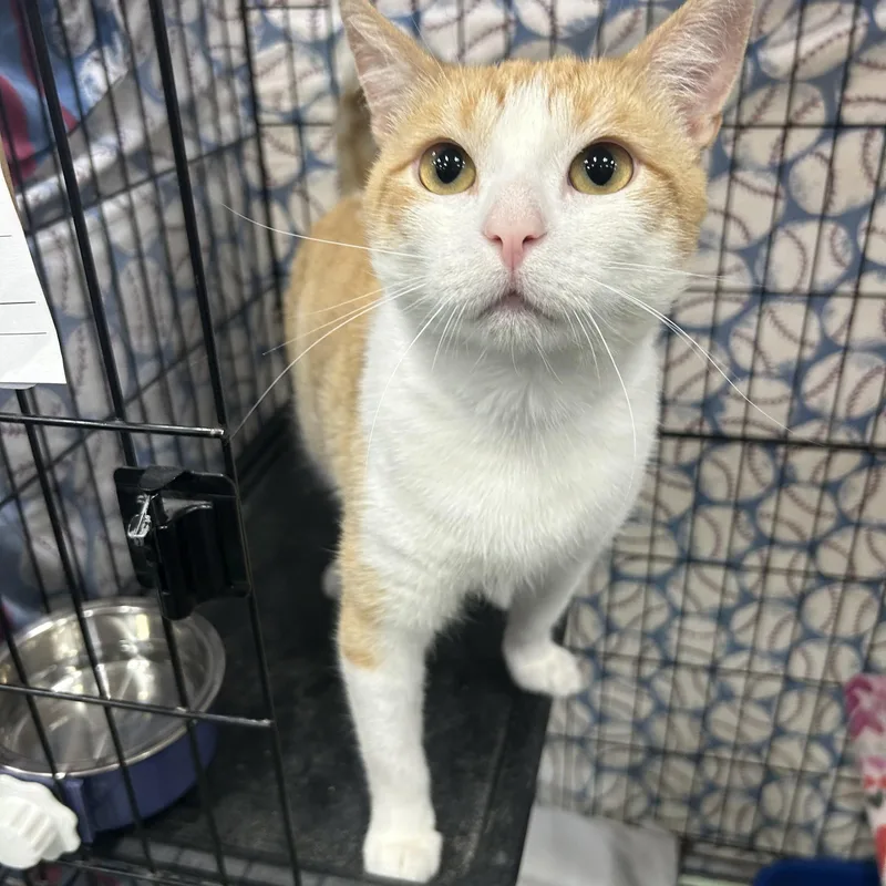 An adult medium-sized male Orange & White Domestic Short Hair cat named Beach Ball for adoption in Mokena, IL