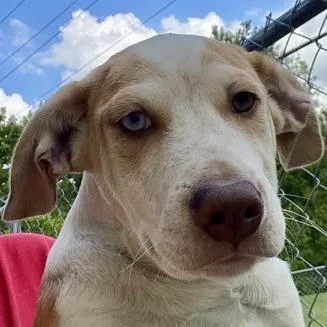 A baby medium-sized male Yellow / Tan / Blond / Fawn Retriever dog named Ronin for adoption in Erie, PA