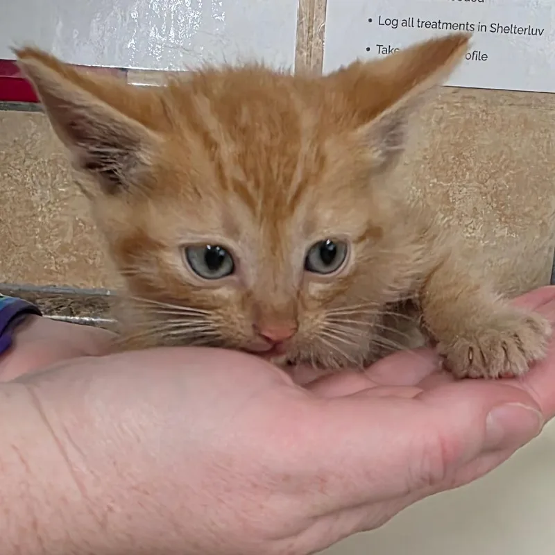 A baby small-sized male Orange / Red Domestic Short Hair cat named Condor for adoption in Eureka Springs, AR
