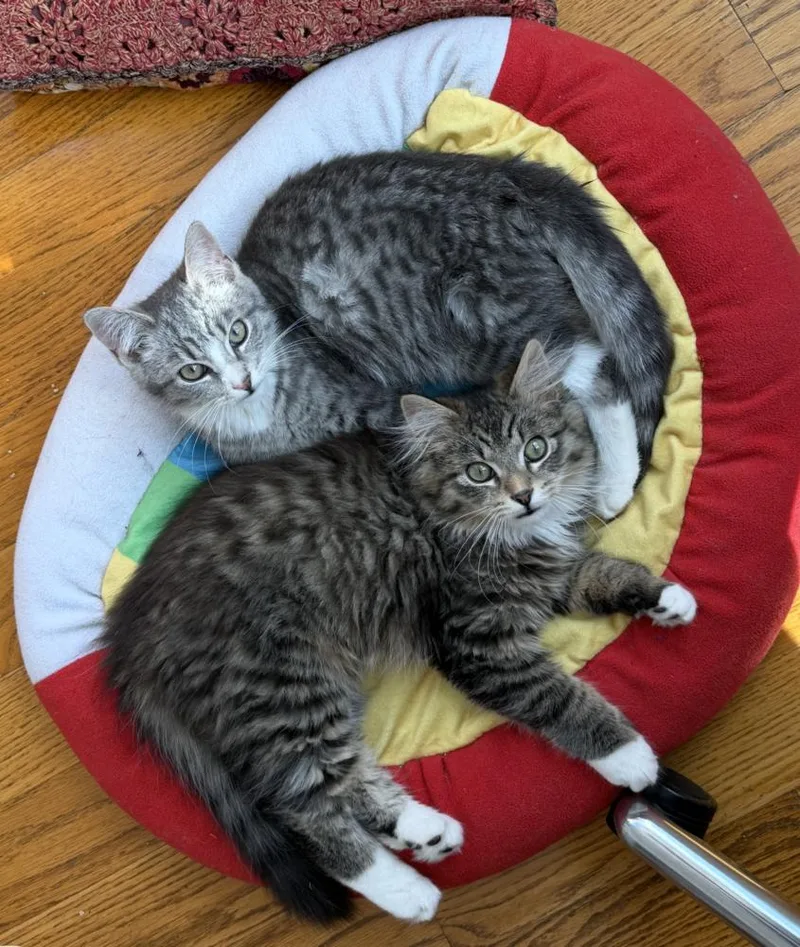 Paulo And Rio thumbnail 2