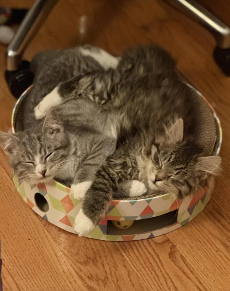 Paulo And Rio thumbnail 6