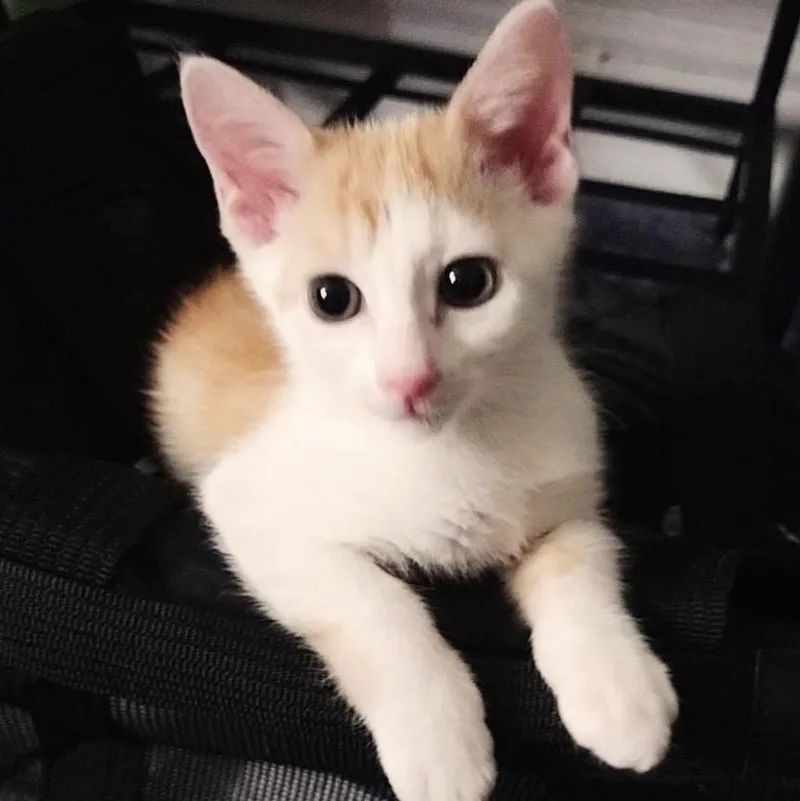 Ghost Pepper thumbnail 2