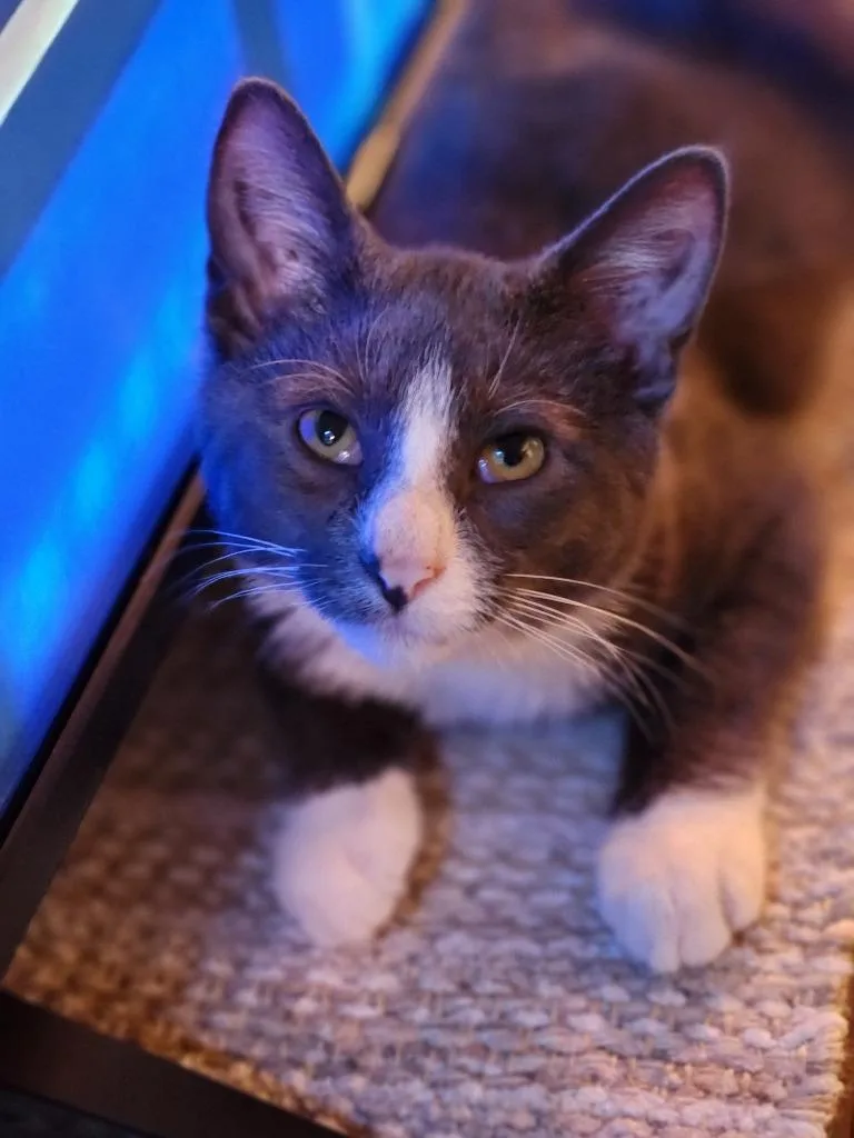 Finnegan thumbnail 2