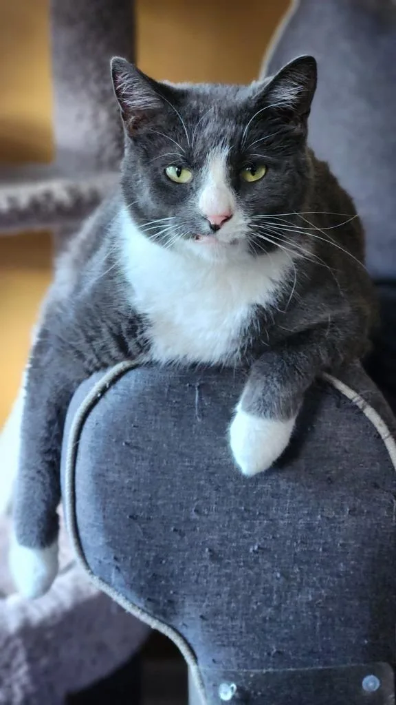 Finnegan thumbnail 3