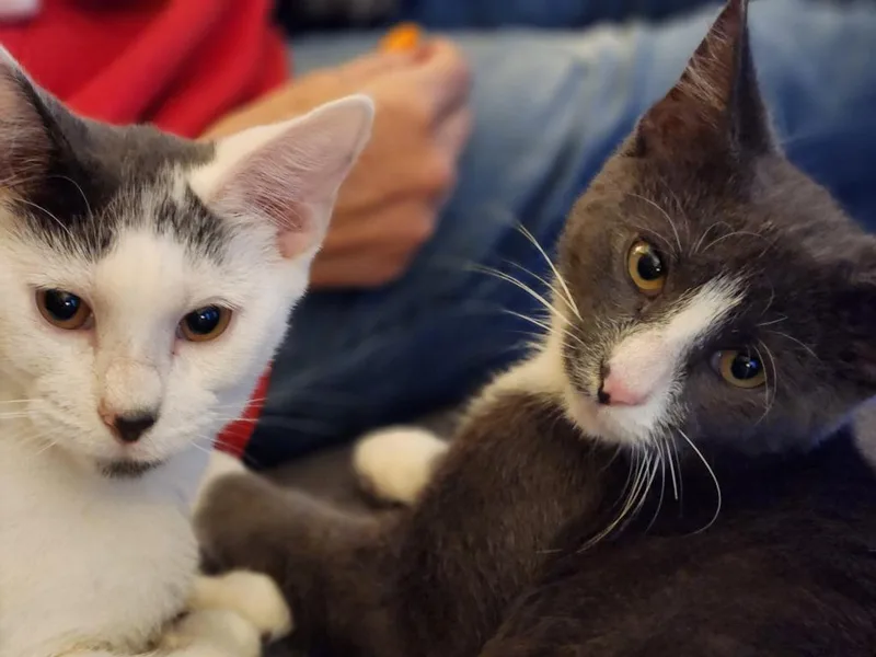 Finnegan thumbnail 4