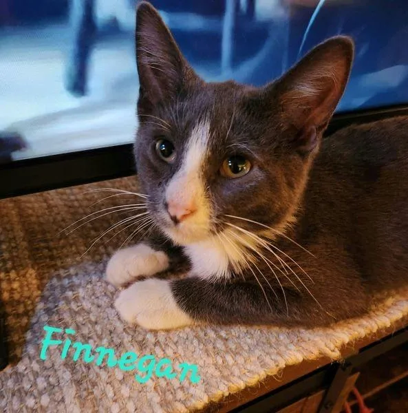 Finnegan thumbnail 6