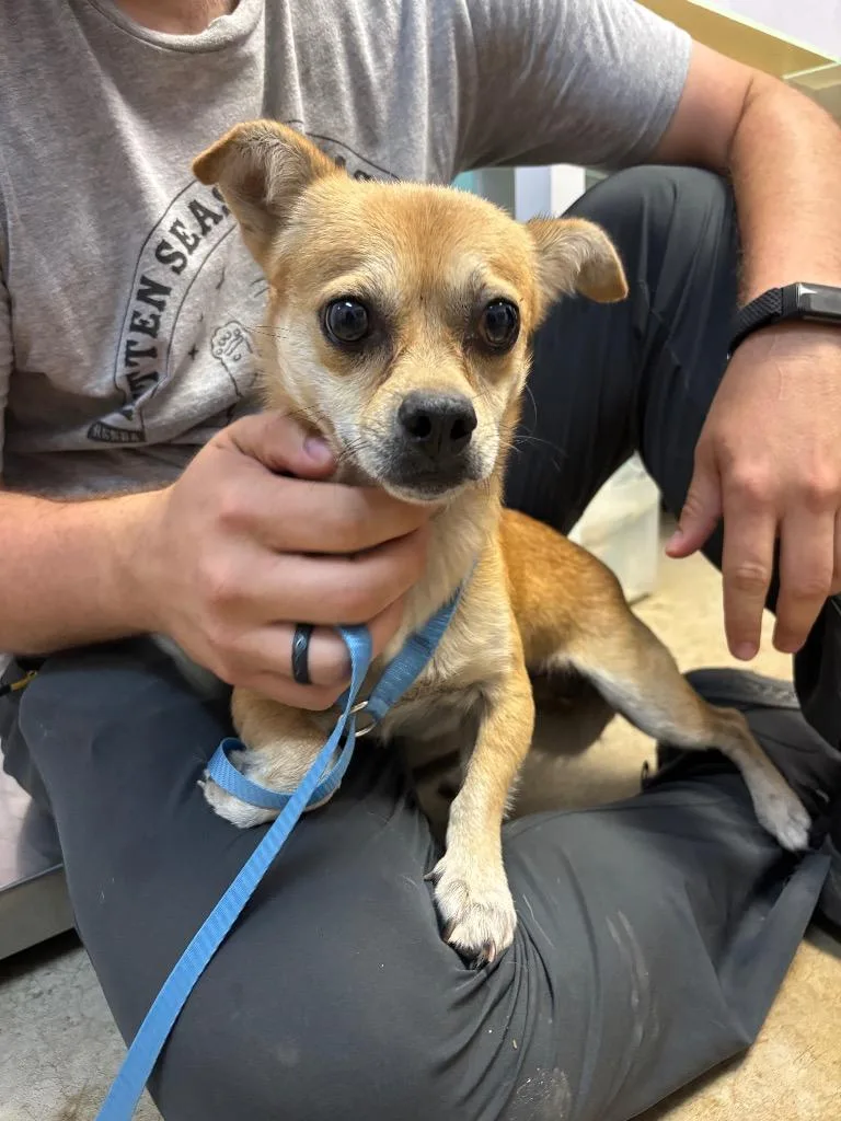 A young small-sized male Chihuahua dog named Sherman for adoption in New Braunfels, TX