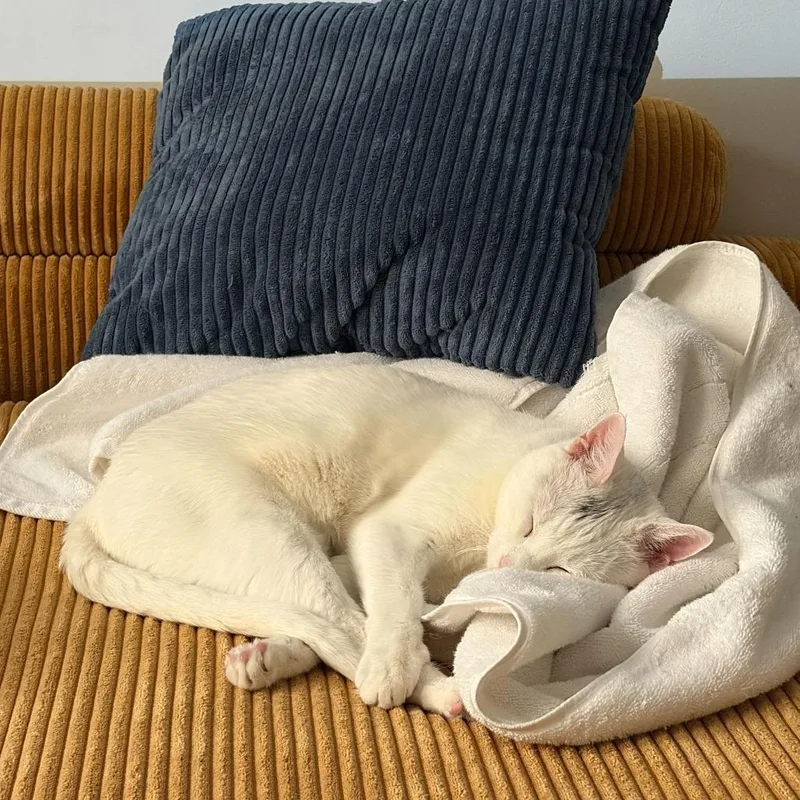 An adult large-sized female White Domestic Short Hair cat named Gracie for adoption in New York, NY
