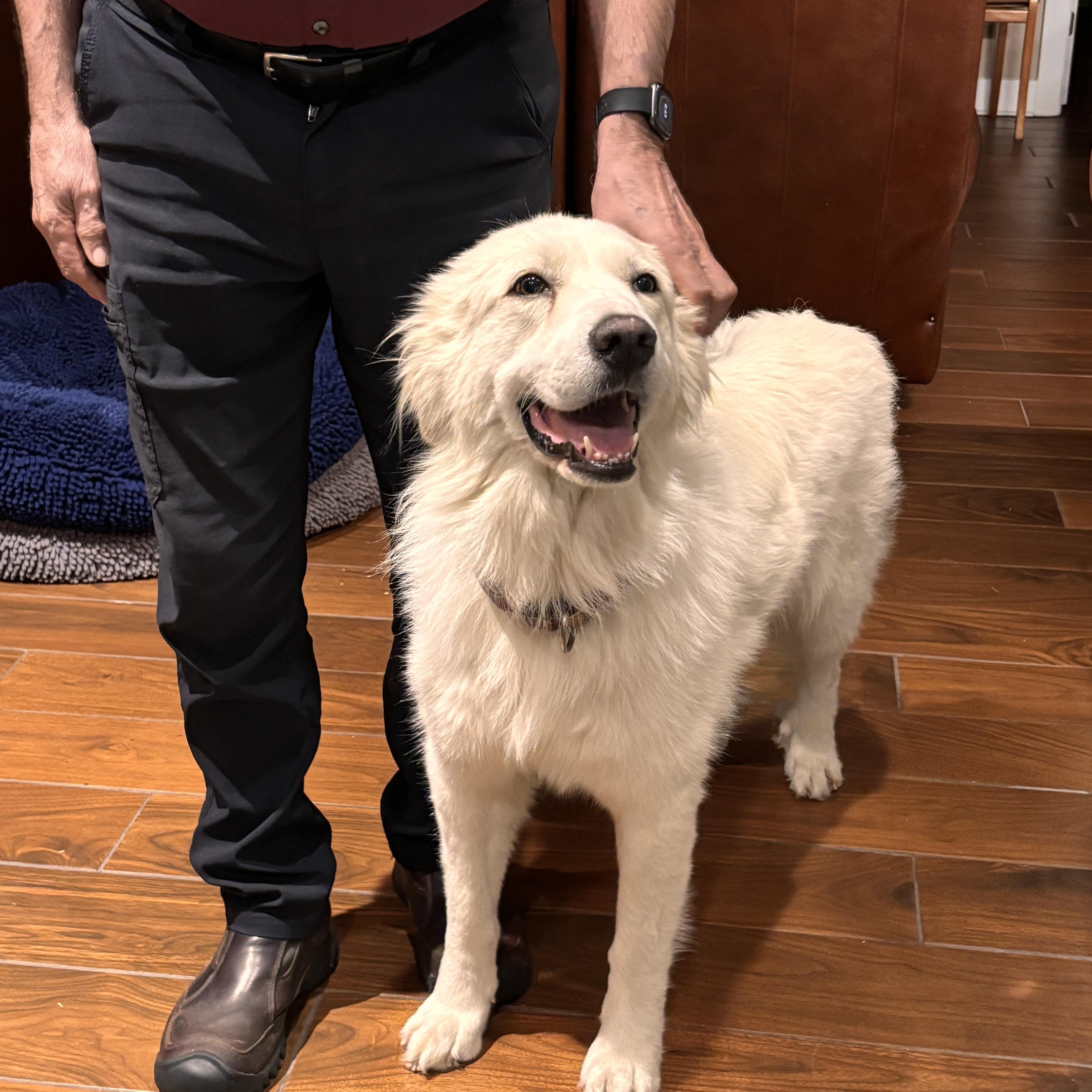 A senior large-sized female Great Pyrenees dog named Pudding for adoption in Pflugerville, TX