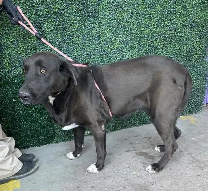 A senior large-sized female Black Labrador Retriever dog named Moana for adoption in El Paso, TX