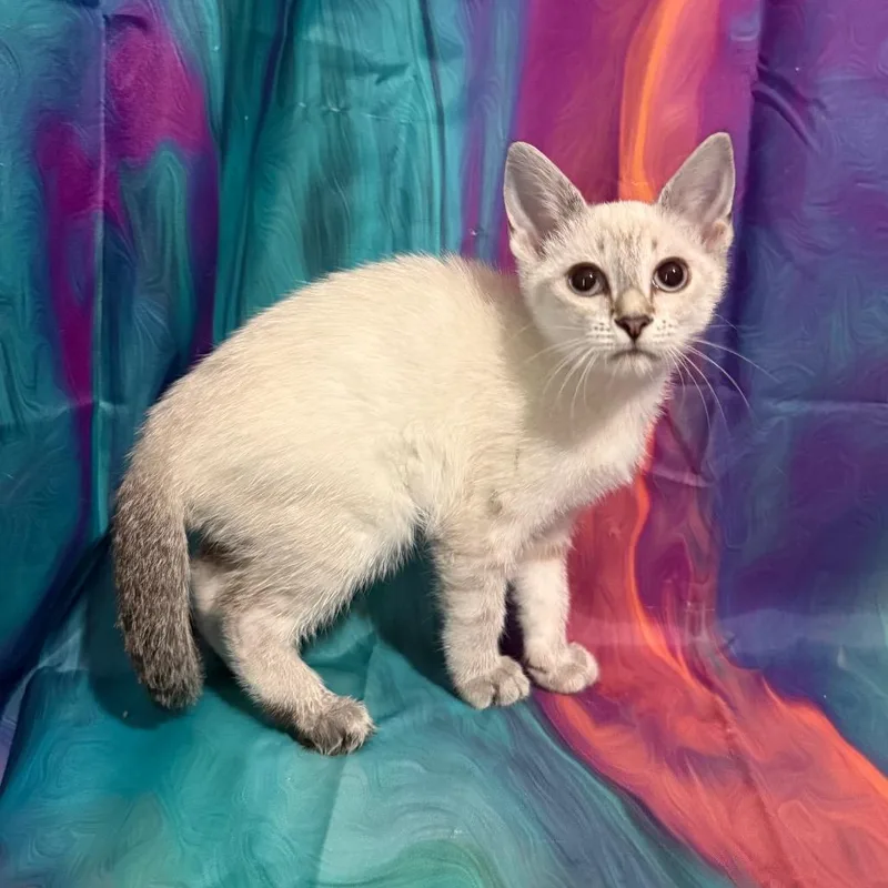 Little Debbie thumbnail 2