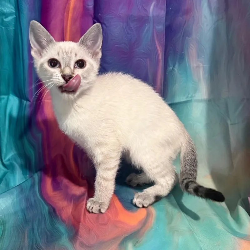 Little Debbie thumbnail 3