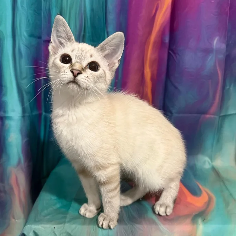 Little Debbie thumbnail 4