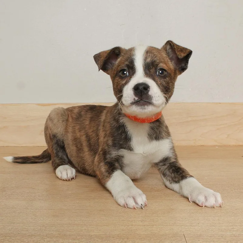 Snickers D thumbnail 2