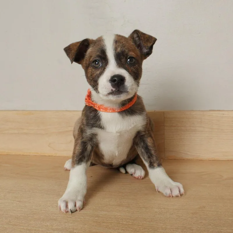 Snickers D thumbnail 3