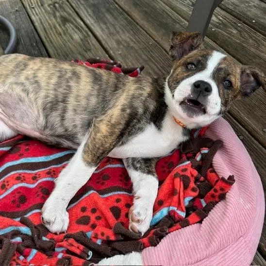 Snickers D thumbnail 4