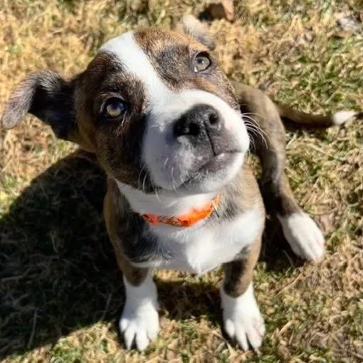 Snickers D thumbnail 5