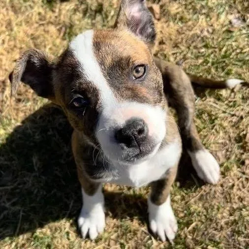 Snickers D thumbnail 6