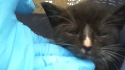 A baby small-sized male Domestic Short Hair cat named Mack for adoption in Charlotte, NC
