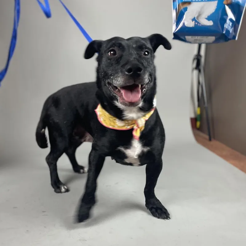 An adult medium-sized female Black Mixed Breed dog named Bonsly for adoption in Glenwood Springs, CO