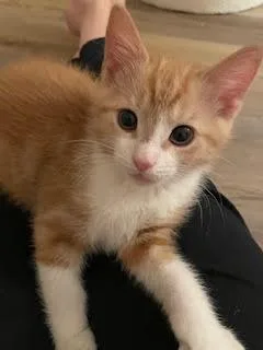 A baby medium-sized male Orange & White Domestic Short Hair cat named Cracker Jack for adoption in Kenhorst, PA