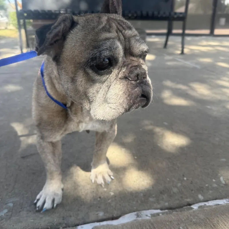 Bailey Mae