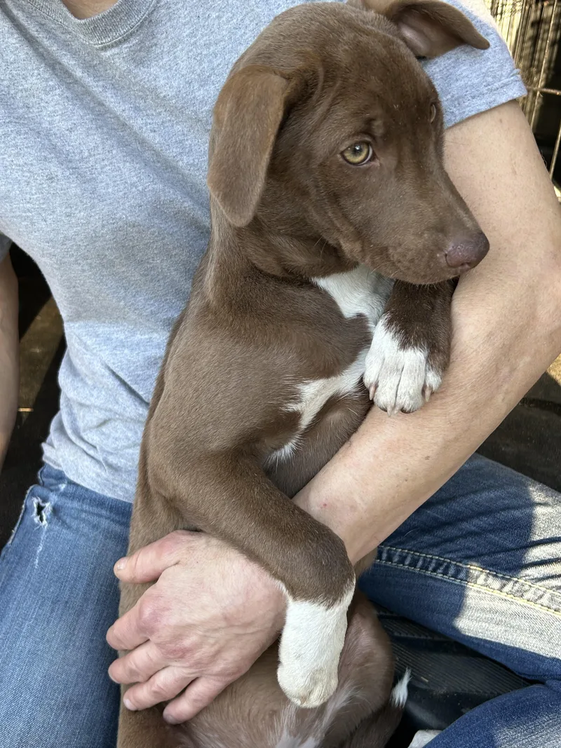 A young medium-sized female Brown / Chocolate Chocolate Labrador Retriever dog named Trixie for adoption in Texarkana, TX