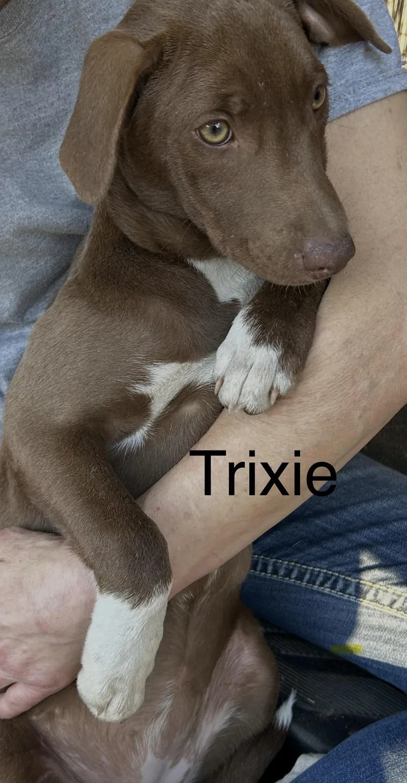 Trixie thumbnail 3